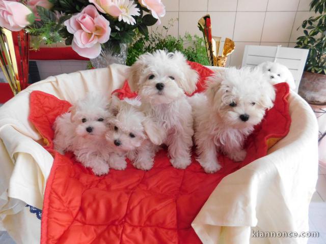 Donne Adorable Chiots Bichon Maltais 