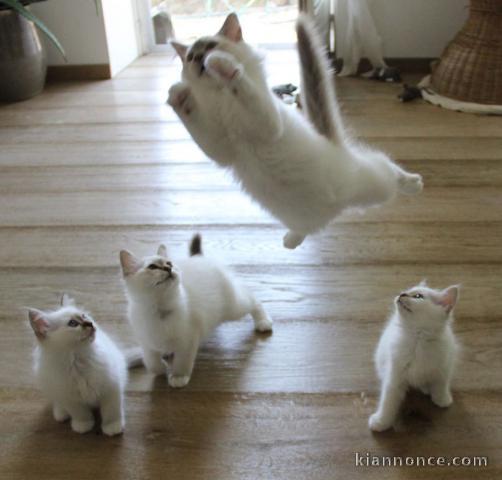 A Donner Chatons sacré de birmanie