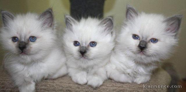 A Donner magnifique Chatons sacré de birmanie