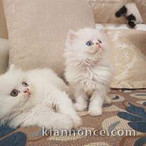  magnifique chatons persans a donner