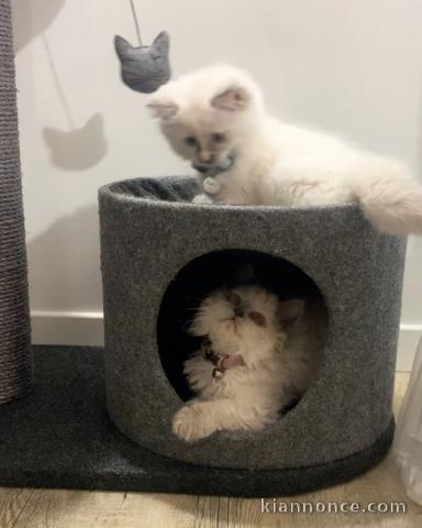 adorables chatons Ragdoll disponible