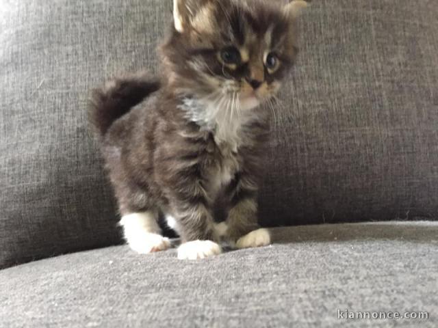 Magnifique Chatons maine coon A donner