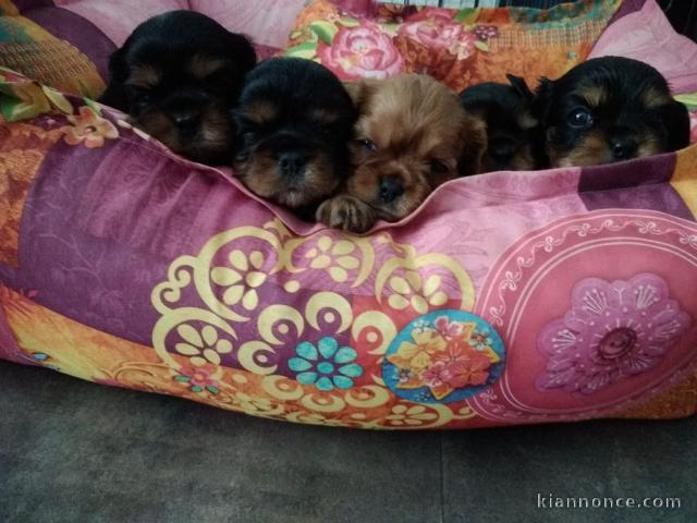   Adoption Chiots Cavalier King Charles Mâle et Femelle