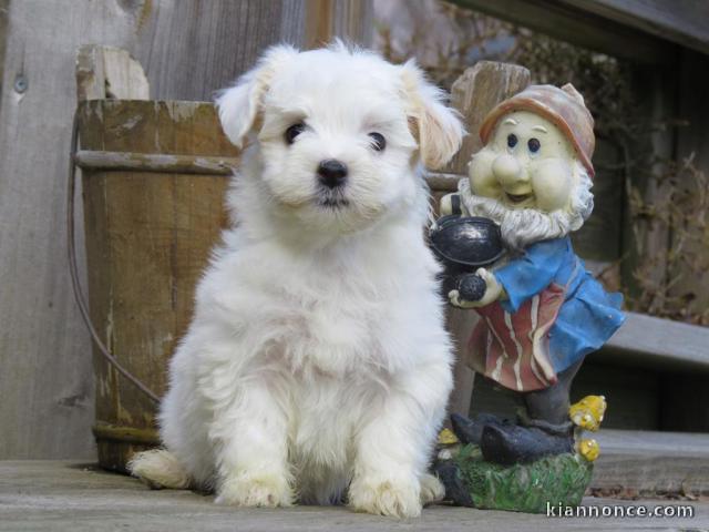  Donne mignonne Chiot type bichon maltais Femelle