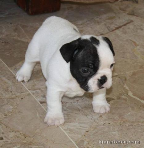 Bouledogue français femelle à donner