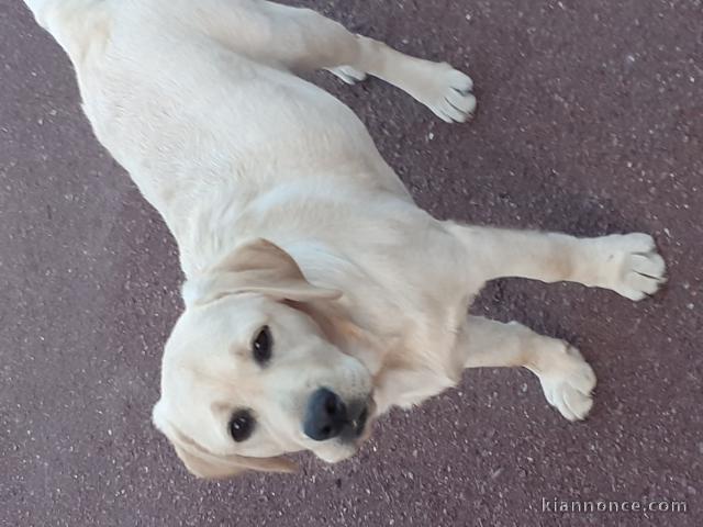 labrador femelle sable 