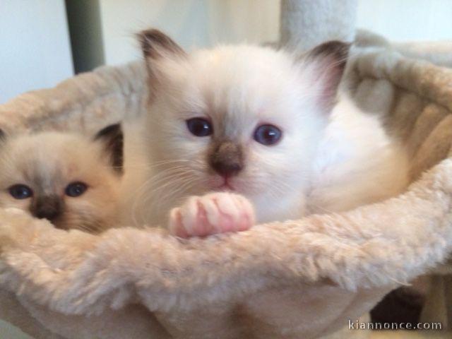 Adorable chatons sacre de Birmanie a donner