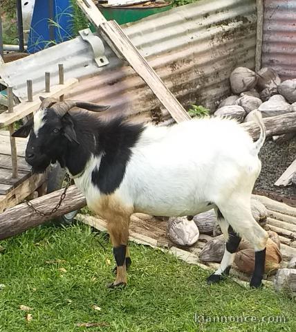 Boucs croisés boer sur les abymes 