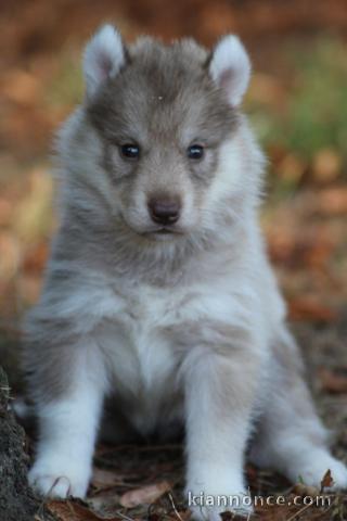 CHIOTS SIBERIAN HUSKY A DONNER