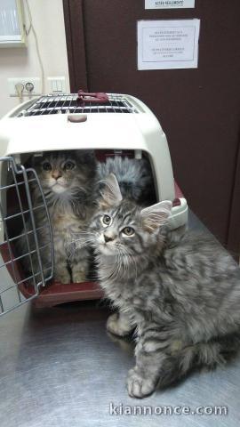 Adoption chatons Maine Coon LOOF 