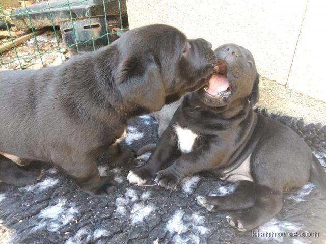 2 adorables chiots de pure race cane corso disponibles