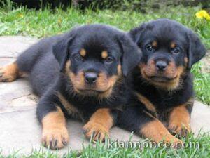 2 chiots rottweiler disponibles de suite