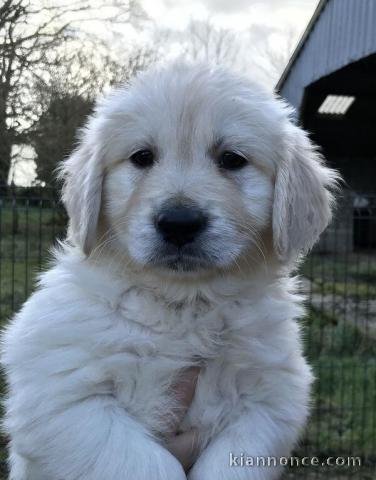 Don de chiot golden retriever