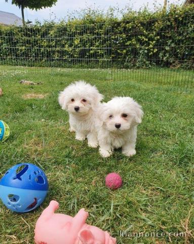 Magnifique chiots bichon maltais