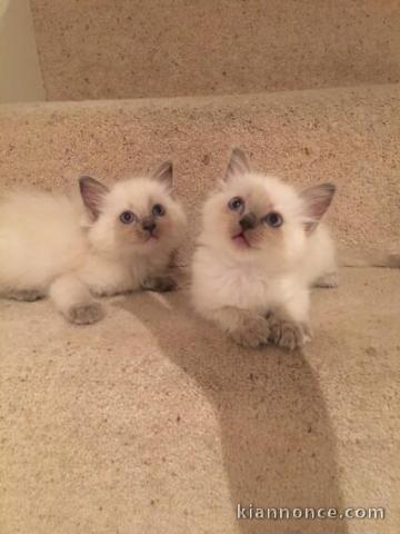 Sublimes chatons type ragdoll