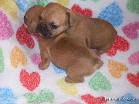 bb bouledogue français