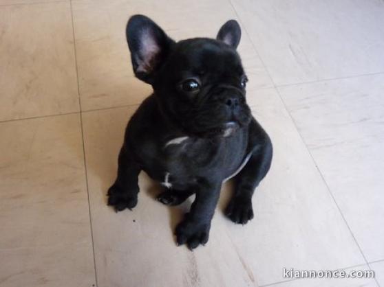   Bouledogue francais male N