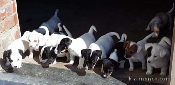  Certifié en France Certifié en France Chiots jack russel