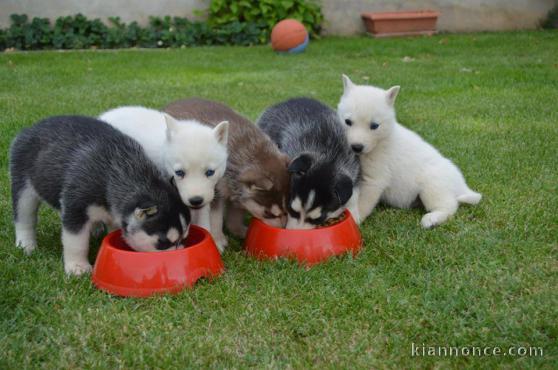  4 Adorables chiots Husky de sibérie.