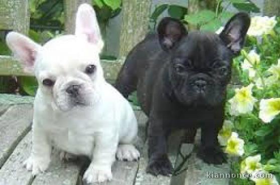  mignons chiots bouledogue français