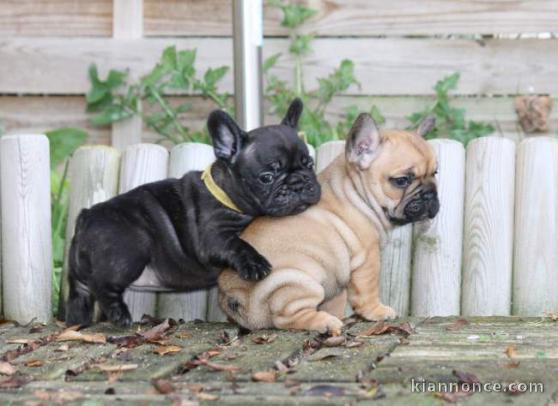  Chiots bouledogue français lof