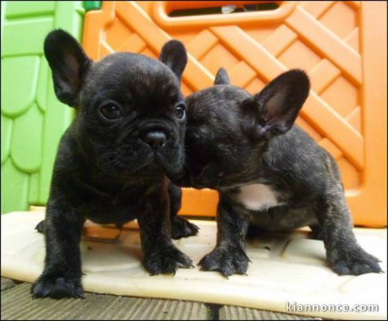  belle portée de 5 chiots bouledogue français 