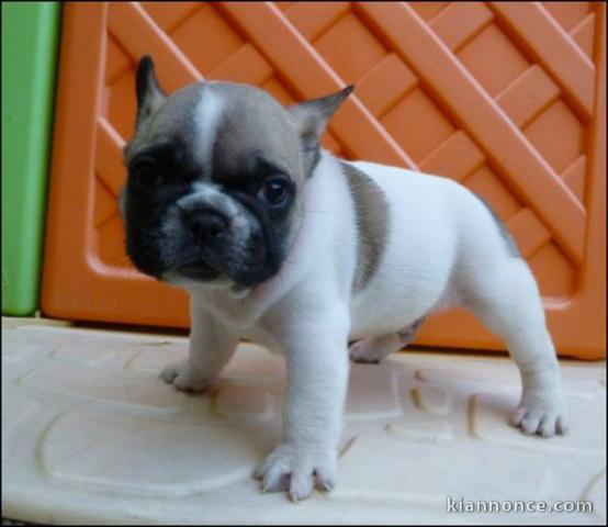  portée de 5 chiots bouledogue français