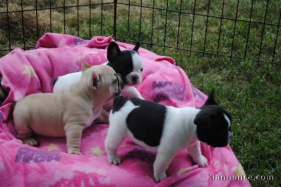  Chiots Bouledogue français