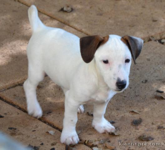  magnifiques jack russell