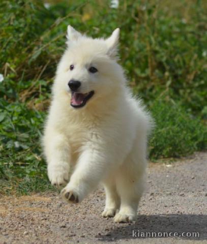 Bebe berger blanc suisse