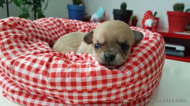 Chiots Chihuahua LOF A DONNER 