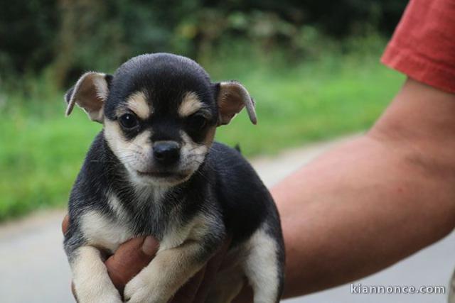  Chiots Chihuahua LOF A DONNER 