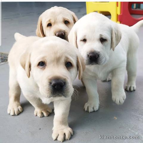 LABRADOR RETRIEVER DE RACE PURE DISPONIBLE