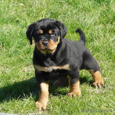 Magnifique et adorable chiot rottweiller