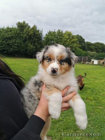 Magnifique et adorable chiot berger australien 