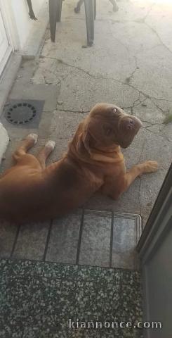 Dog de Bordeaux A l’adoption 