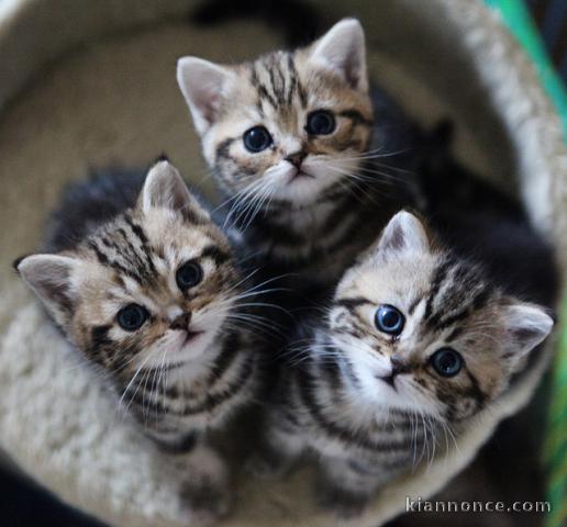 Chatons British Shorthair a Donner