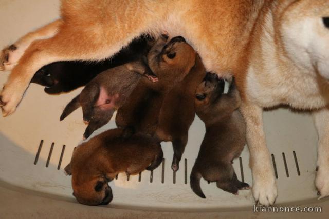 DISPONIBLE CHIOTS SHIBA LOF