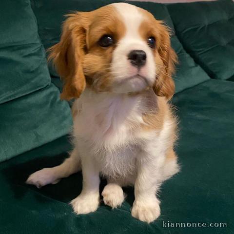 Magnifique Cavalier King Charles Spaniel Femelle