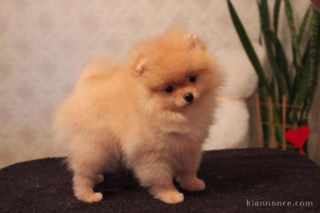 Adorable Spitz Nain femelle