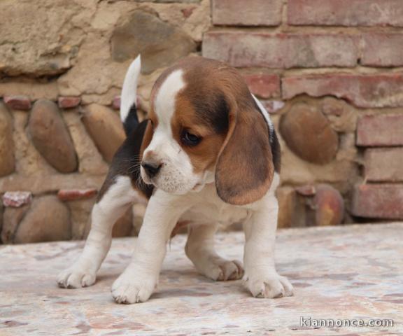 Adorable Chiot Beagle mâle