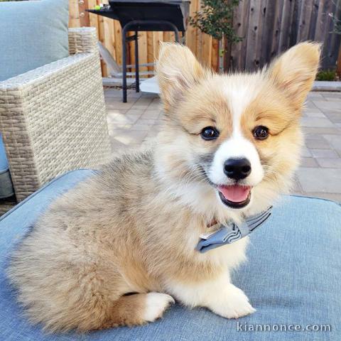 Beau chiot Cardigan Welsh Corgi