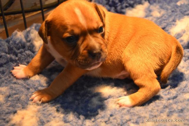 Splendide Chiot Male Staffordshire Bull Terrier