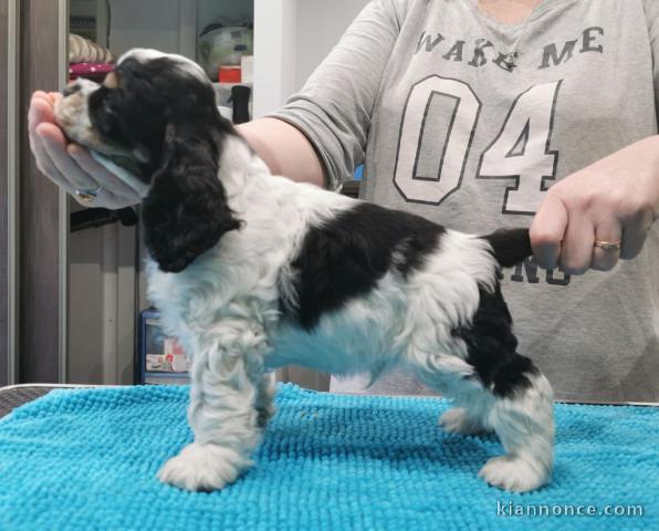 Superbe Chiot American Cocker Spaniel