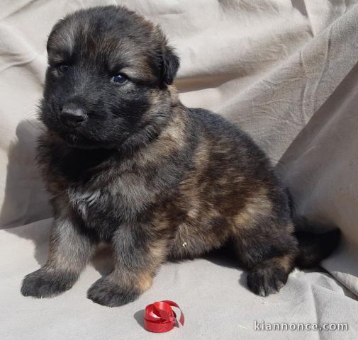 Jolie Chiot Berger allemand