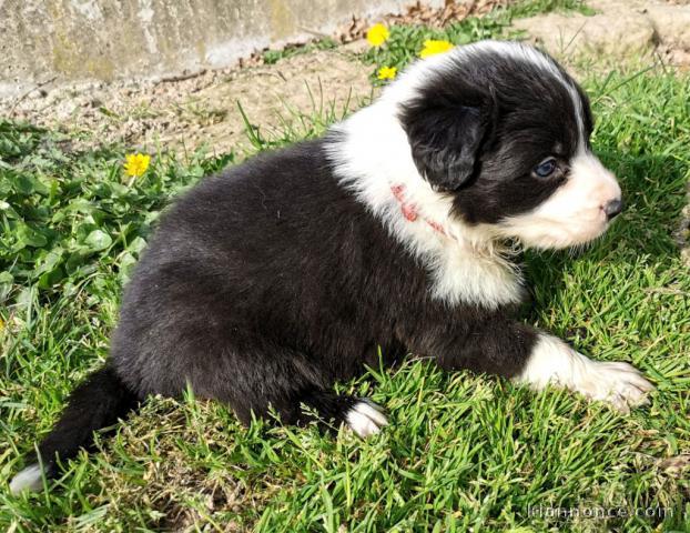 Splendide Chiot Border Collie