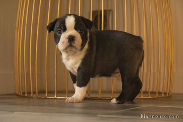 Superbe Chiot Boston Terrier mâle