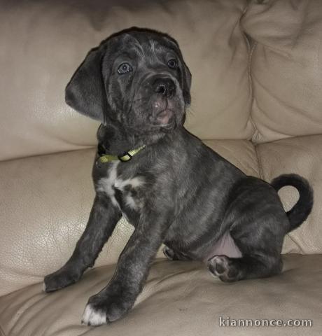 Superbe Chiot Cane Corso 