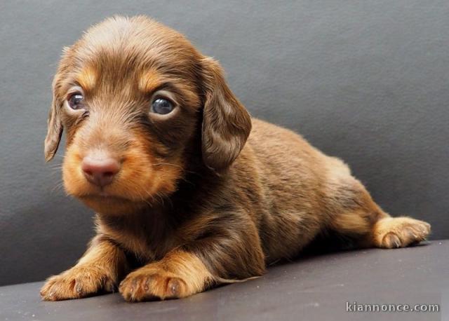 Adorable Chiot Teckel poil long