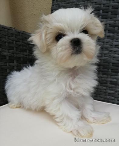 Magnifique chiot Bichon maltais